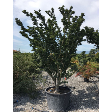 ACER palmatum SHISHIGASHIRA
