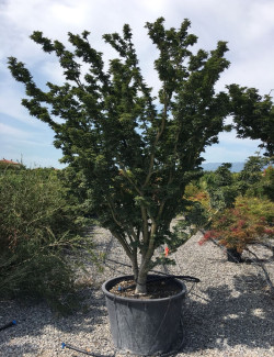 ACER palmatum SHISHIGASHIRA