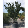 ACER palmatum SHISHIGASHIRA