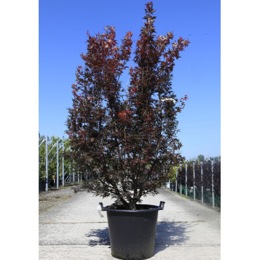 ACER palmatum SKEETER'S BROOM En pot de 50-70 litres buisson hauteur 175-200 cm