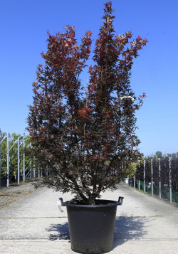 ACER palmatum SKEETER'S BROOM En pot de 50-70 litres buisson hauteur 175-200 cm