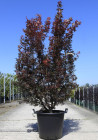 erable-du-japon-nain-pourpre-skeeters-broom-acer-palmatum-skeeters-broom-5.jpg