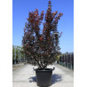 ACER palmatum SKEETER'S BROOM En pot de 50-70 litres buisson hauteur 175-200 cm