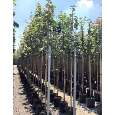 ACER platanoides En pot de 20-25 litres tige hauteur du tronc 190-210 cm circonférence du tronc 06-08 cm