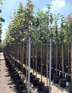 ACER platanoides En pot de 20-25 litres tige hauteur du tronc 190-210 cm circonférence du tronc 06-08 cm