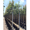 ACER platanoides En pot de 20-25 litres tige hauteur du tronc 190-210 cm circonférence du tronc 06-08 cm