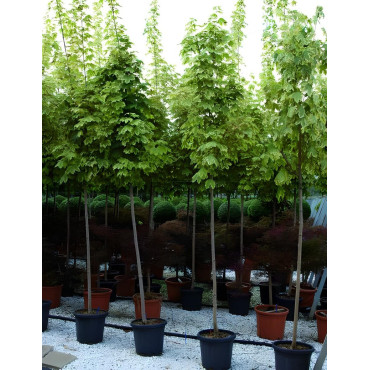 ACER platanoides DRUMMONDII En pot de 30-35 litres tige hauteur du tronc 190-210 cm circonférence du tronc 10-12 cm