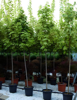 ACER platanoides DRUMMONDII En pot de 30-35 litres tige hauteur du tronc 190-210 cm circonférence du tronc 10-12 cm