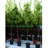 ACER platanoides DRUMMONDII En pot de 30-35 litres tige hauteur du tronc 190-210 cm circonférence du tronc 10-12 cm