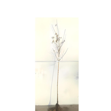 ACER platanoides DRUMMONDII En racines nues tige hauteur du tronc 190-210 cm circonférence du tronc 08-10 cm
