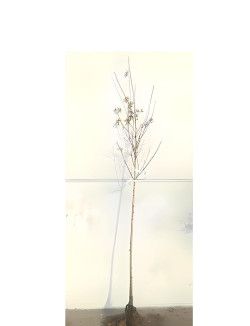 ACER platanoides DRUMMONDII En racines nues tige hauteur du tronc 190-210 cm circonférence du tronc 08-10 cm