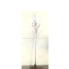ACER platanoides DRUMMONDII En racines nues tige hauteur du tronc 190-210 cm circonférence du tronc 08-10 cm