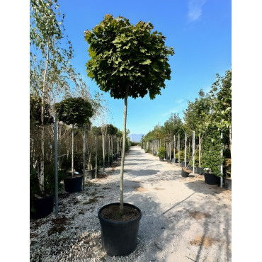 ACER platanoides GLOBOSUM En pot de 130-150 litres tige hauteur du tronc 190-210 cm circonférence du tronc 16-18 cm