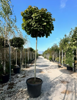 ACER platanoides GLOBOSUM En pot de 130-150 litres tige hauteur du tronc 190-210 cm circonférence du tronc 16-18 cm