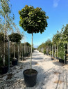 erable-plane-boule-acer-platanoides-globosum-7.jpg