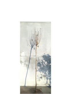 ACER platanoides GLOBOSUM En racines nues tige hauteur du tronc 190-210 cm circonférence du tronc 08-10 cm