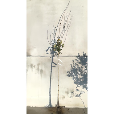 ACER platanoides En racines nues tige hauteur du tronc 190-210 cm circonférence du tronc 08-10 cm