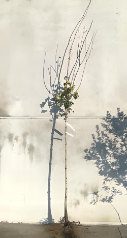 ACER platanoides En racines nues tige hauteur du tronc 190-210 cm circonférence du tronc 08-10 cm