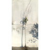 ACER platanoides En racines nues tige hauteur du tronc 190-210 cm circonférence du tronc 08-10 cm