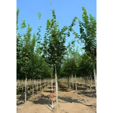 ACER platanoides Motte tige hauteur du tronc 190-210 cm circonférence du tronc 16-18 cm