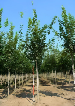 erable-plane-acer-platanoides-8.jpg