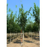 ACER platanoides Motte tige hauteur du tronc 190-210 cm circonférence du tronc 16-18 cm