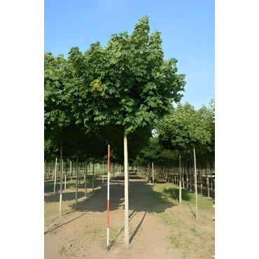 ACER platanoides GLOBOSUM Motte tige hauteur du tronc 190-210 cm circonférence du tronc 18-20 cm
