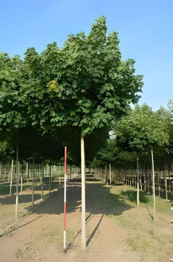 ACER platanoides GLOBOSUM Motte tige hauteur du tronc 190-210 cm circonférence du tronc 18-20 cm