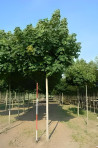 erable-plane-boule-acer-platanoides-globosum-9.jpg