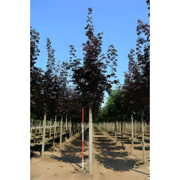 ACER platanoides CRIMSON KING Motte tige hauteur du tronc 190-210 cm circonférence du tronc 16-18 cm