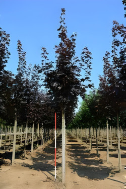 erable-plane-pourpre-crimson-king-acer-platanoides-crimson-king-5.jpg