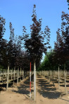 erable-plane-pourpre-crimson-king-acer-platanoides-crimson-king-5.jpg