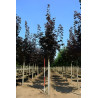 ACER platanoides CRIMSON KING Motte tige hauteur du tronc 190-210 cm circonférence du tronc 16-18 cm