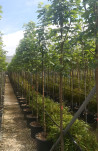erable-sycomore-acer-pseudoplatanus-7.jpg