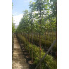ACER pseudoplatanus En pot de 30-35 litres tige hauteur du tronc 190-210 cm circonférence du tronc 12-14 cm