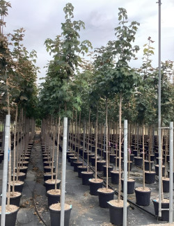 ACER pseudoplatanus En pot de 30-35 litres tige hauteur du tronc 190-210 cm circonférence du tronc 10-12 cm