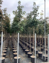 erable-sycomore-acer-pseudoplatanus-6.jpg