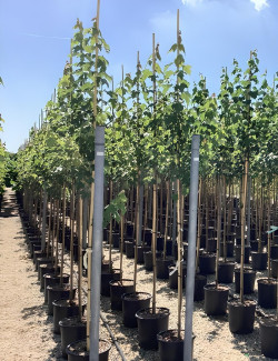 ACER rubrum ARMSTRONG En pot de 20-25 litres tige hauteur du tronc 190-210 cm circonférence du tronc 06-08 cm