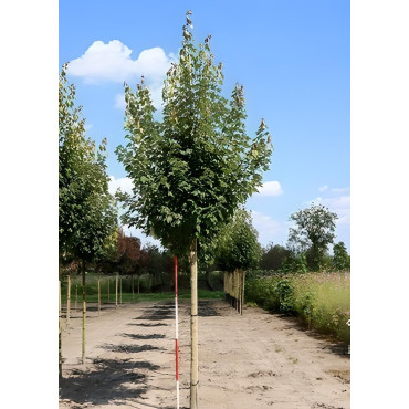 ACER rubrum ARMSTRONG Motte tige hauteur du tronc 190-210 cm circonférence du tronc 18-20 cm