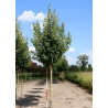 ACER rubrum ARMSTRONG Motte tige hauteur du tronc 190-210 cm circonférence du tronc 18-20 cm