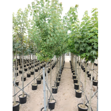 ACER rubrum ARMSTRONG En pot de 35-50 litres tige hauteur du tronc 190-210 cm circonférence du tronc 12-14 cm