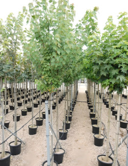 ACER rubrum ARMSTRONG En pot de 35-50 litres tige hauteur du tronc 190-210 cm circonférence du tronc 12-14 cm