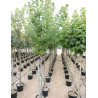 ACER rubrum ARMSTRONG En pot de 35-50 litres tige hauteur du tronc 190-210 cm circonférence du tronc 12-14 cm