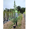 ACER rubrum ARMSTRONG En pot de 15-20 litres forme baliveau