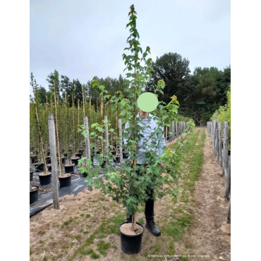 ACER rubrum En pot de 15-20 litres baliveau hauteur 150-200 cm