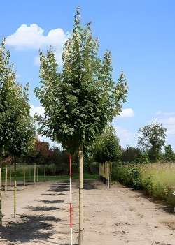 ACER rubrum FAIRVIEW FLAME Motte tige hauteur du tronc 190-210 cm circonférence du tronc 16-18 cm