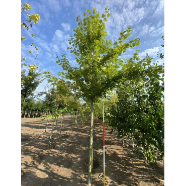 ACER saccharinum Motte tige hauteur du tronc 190-210 cm circonférence du tronc 16-18 cm