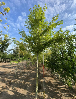 ACER saccharinum Motte tige hauteur du tronc 190-210 cm circonférence du tronc 16-18 cm