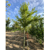 ACER saccharinum Motte tige hauteur du tronc 190-210 cm circonférence du tronc 16-18 cm