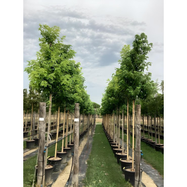ACER saccharinum En pot de 50-70 litres tige hauteur du tronc 190-210 cm circonférence du tronc 14-16 cm